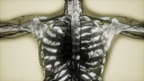 Esqueleto-Humano-Escaneo-De-Huesos-Brillante